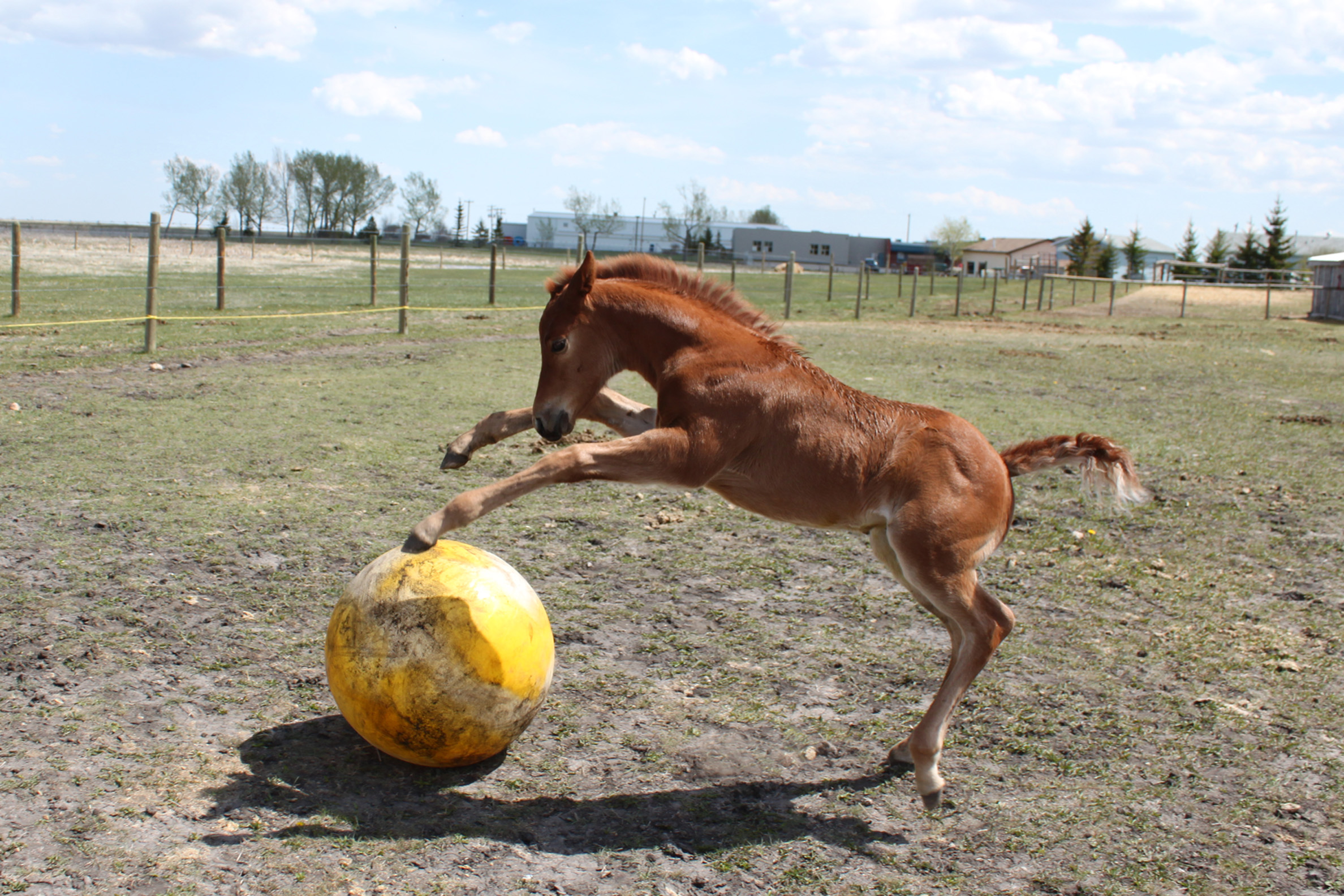 Chip and Ball - Amazing Horse Country